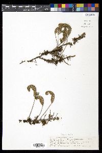 Pleopeltis polypodioides image