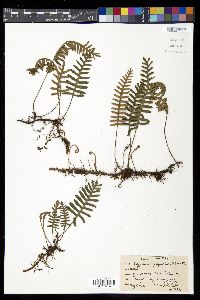 Pleopeltis polypodioides image