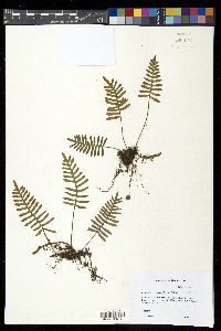 Pleopeltis polypodioides image