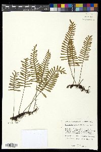 Pleopeltis polypodioides image