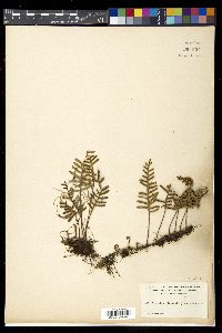 Pleopeltis polypodioides image