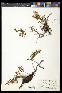 Pleopeltis polypodioides image