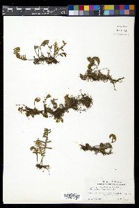 Pleopeltis polypodioides var. michauxiana image