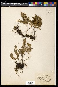 Pleopeltis polypodioides image