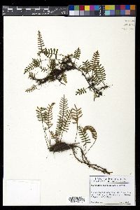 Pleopeltis polypodioides image