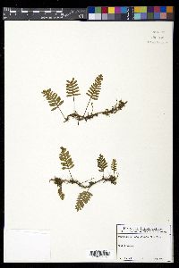 Pleopeltis polypodioides image