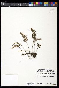 Pleopeltis polypodioides image