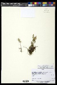 Pleopeltis polypodioides image