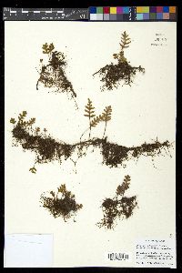 Pleopeltis polypodioides image