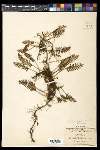 Pleopeltis polypodioides image