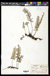 Pleopeltis polypodioides image