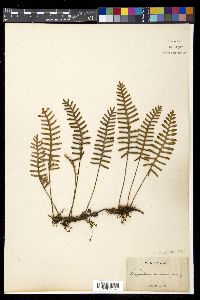 Pleopeltis polypodioides image