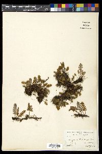 Pleopeltis polypodioides image