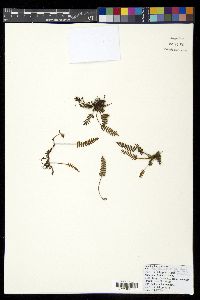 Pleopeltis squalida image