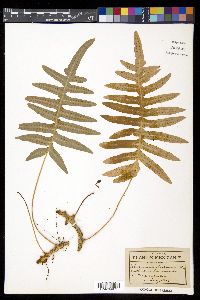 Polypodium arcanum var. bakeri image
