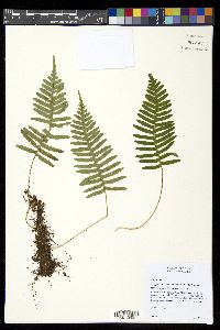 Polypodium appalachianum image