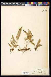 Polypodium vulgare image