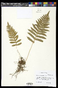 Polypodium californicum image