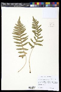Polypodium californicum image