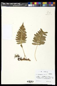 Polypodium californicum image