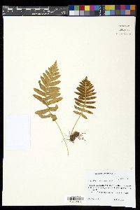 Polypodium californicum image