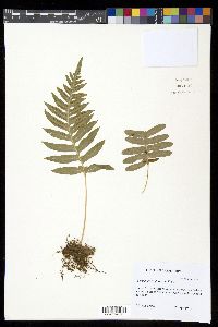 Polypodium californicum image