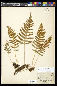 Polypodium californicum image