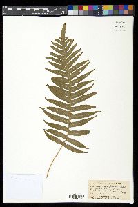 Polypodium californicum image