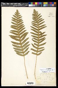 Polypodium calirhiza image