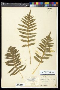 Polypodium calirhiza image