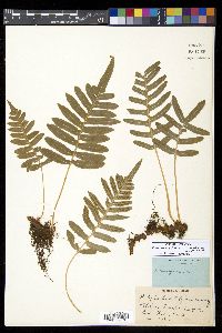 Polypodium calirhiza image