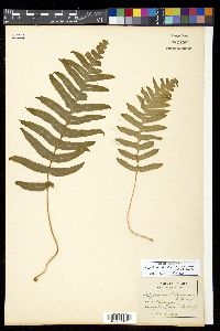 Polypodium calirhiza image