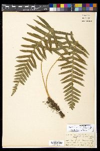 Polypodium calirhiza image