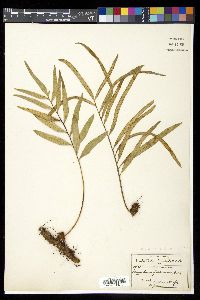 Polypodium fraternum image