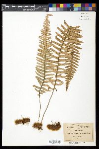 Polypodium martensii image