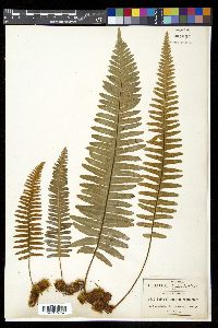Polypodium martensii image