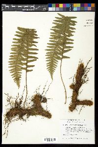 Polypodium martensii image