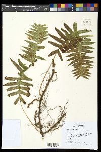 Polypodium plesiosorum image