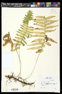 Polypodium plesiosorum image