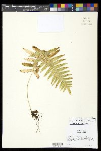 Polypodium plesiosorum image