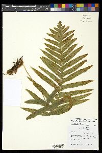 Polypodium puberulum image
