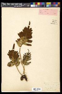 Polypodium scouleri image