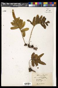 Polypodium scouleri image