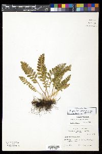 Polypodium saximontanum image