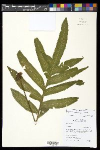 Polypodium rhachipterygium image