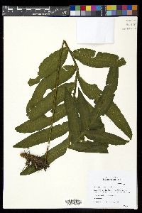 Polypodium rhachipterygium image