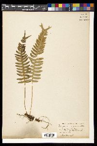 Polypodium vulgare image