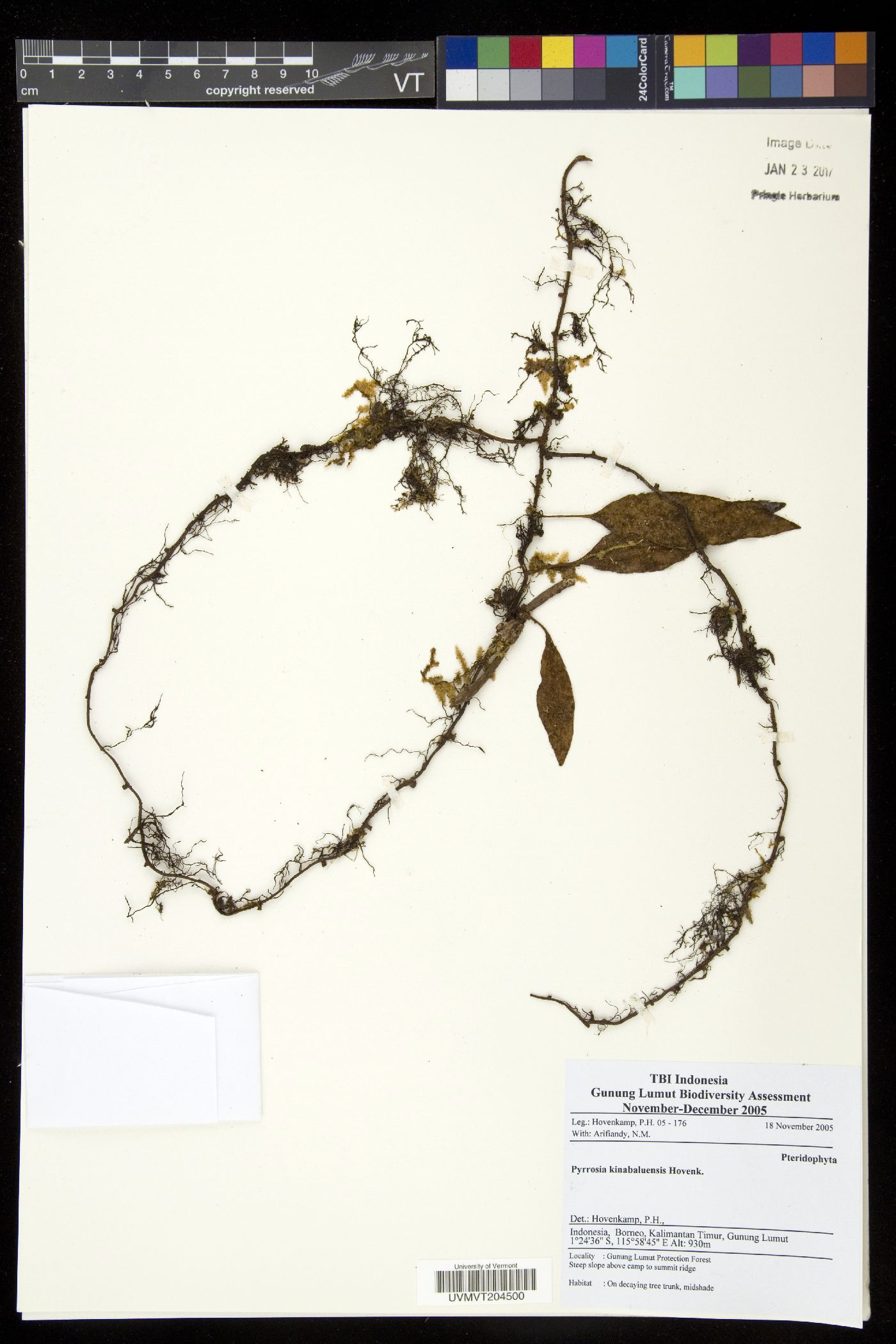 Pyrrosia kinabaluensis image