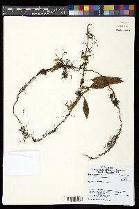 Pyrrosia kinabaluensis image