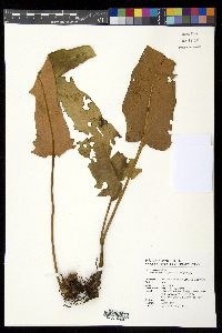 Media resource of Pyrrosia drakeana